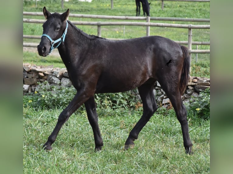 Menorcaanse Hengst 1 Jaar 142 cm Zwart in Menorca