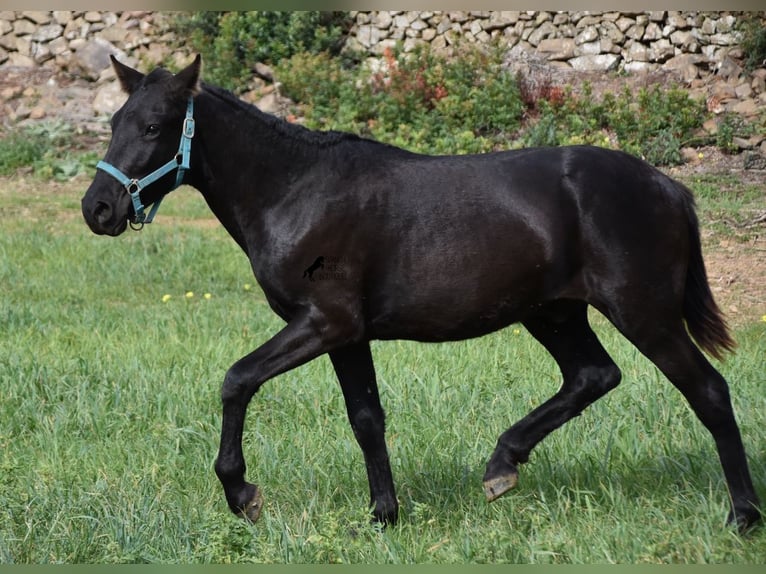 Menorcaanse Hengst 1 Jaar 142 cm Zwart in Menorca