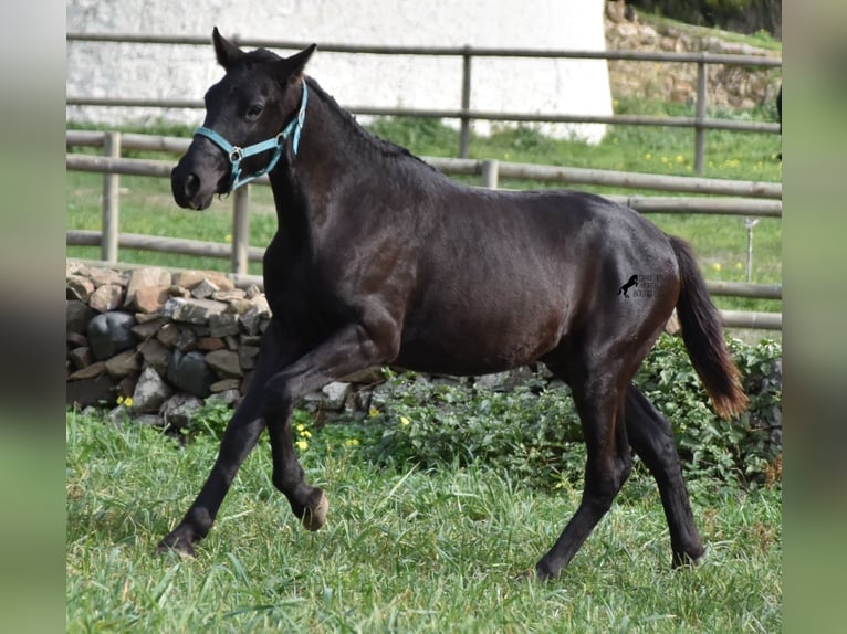 Menorcaanse Hengst 1 Jaar 142 cm Zwart in Menorca