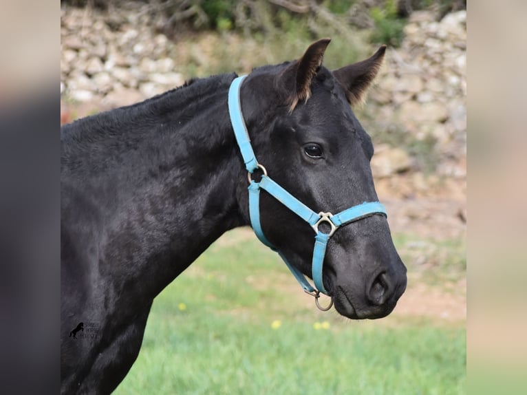 Menorcaanse Hengst 1 Jaar 142 cm Zwart in Menorca