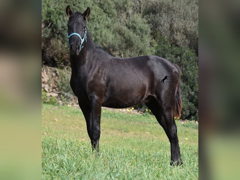 Menorcaanse Hengst 1 Jaar 142 cm Zwart in Menorca