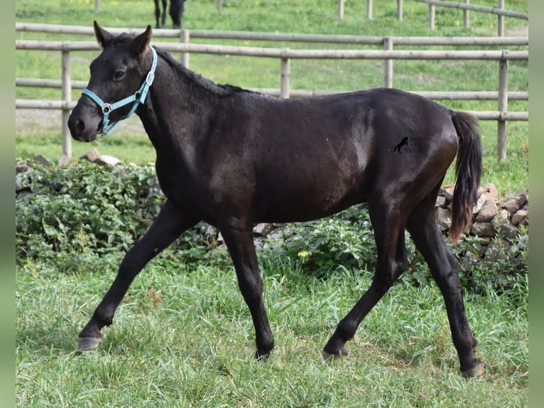 Menorcaanse Hengst 1 Jaar 142 cm Zwart in Menorca