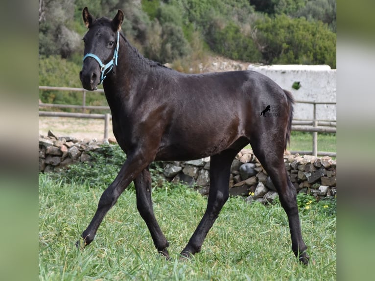 Menorcaanse Hengst 1 Jaar 142 cm Zwart in Menorca