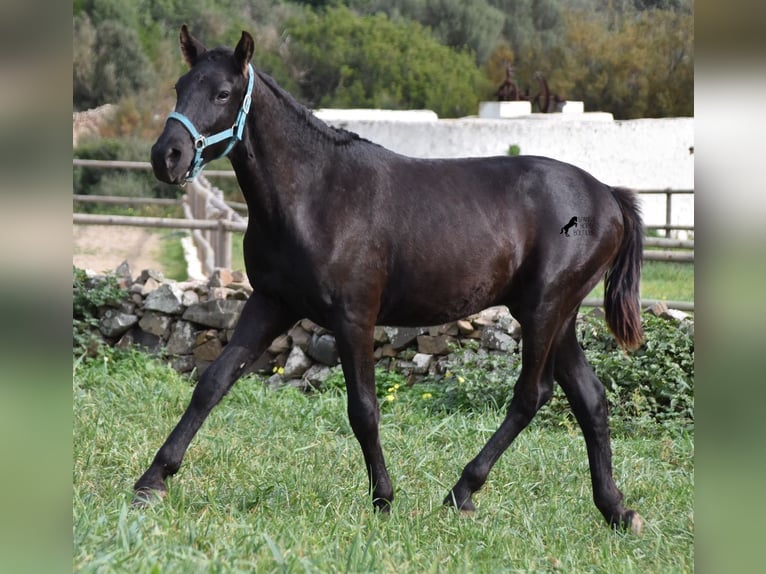 Menorcaanse Hengst 1 Jaar 142 cm Zwart in Menorca