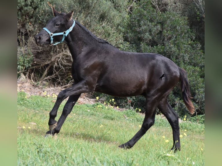 Menorcaanse Hengst 1 Jaar 142 cm Zwart in Menorca