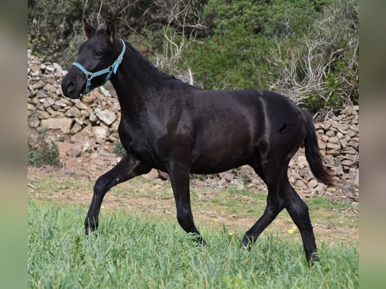 Menorcaanse Hengst 1 Jaar 142 cm Zwart in Menorca