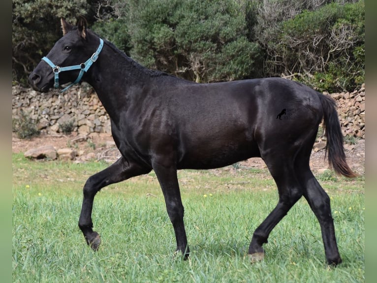 Menorcaanse Hengst 1 Jaar 142 cm Zwart in Menorca