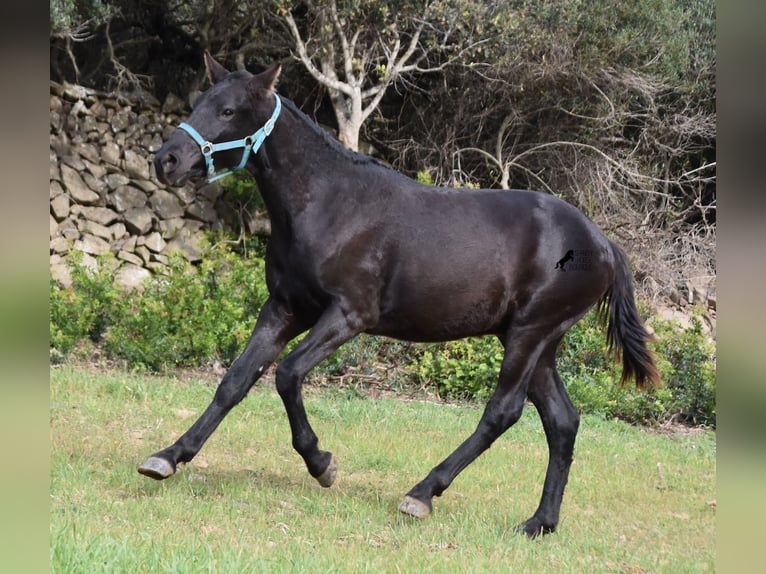 Menorcaanse Hengst 1 Jaar 142 cm Zwart in Menorca