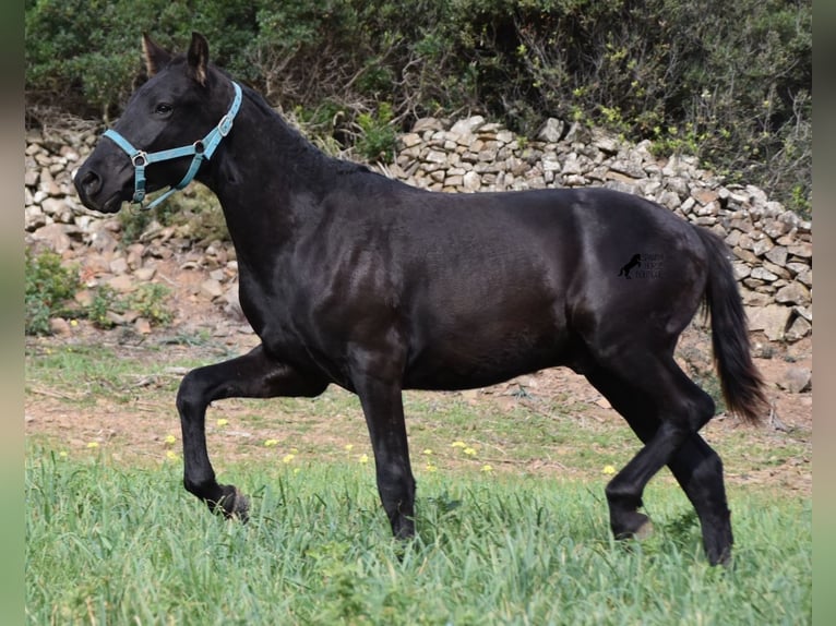 Menorcaanse Hengst 1 Jaar 142 cm Zwart in Menorca