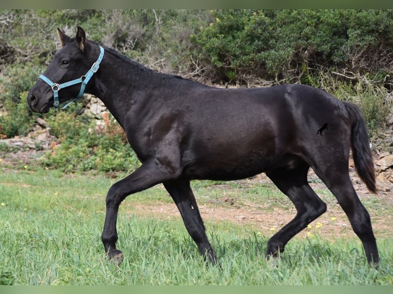 Menorcaanse Hengst 1 Jaar 142 cm Zwart in Menorca