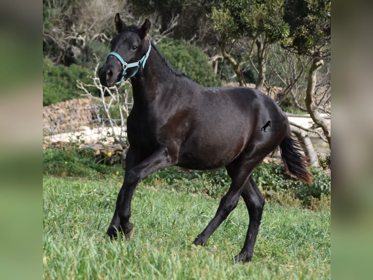 Menorcaanse Hengst 1 Jaar 142 cm Zwart in Menorca