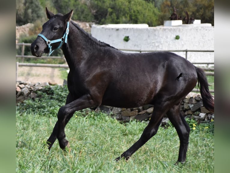 Menorcaanse Hengst 1 Jaar 142 cm Zwart in Menorca