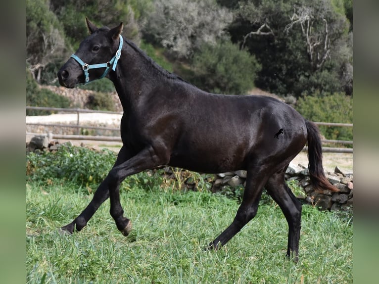 Menorcaanse Hengst 1 Jaar 142 cm Zwart in Menorca