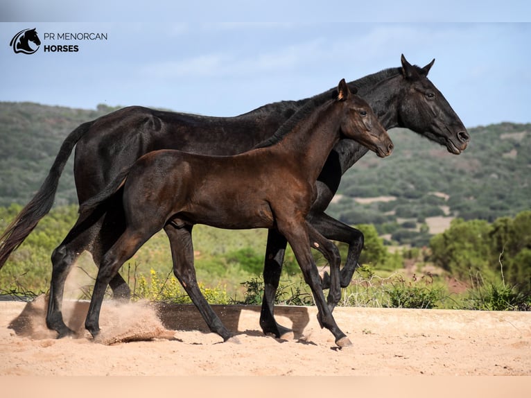 Menorcaanse Hengst 1 Jaar 155 cm Zwart in Menorca