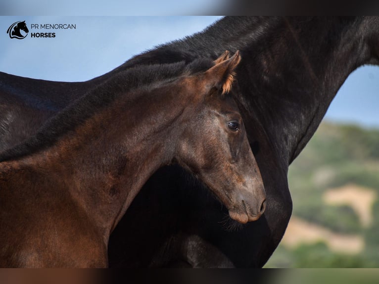 Menorcaanse Hengst 1 Jaar 155 cm Zwart in Menorca