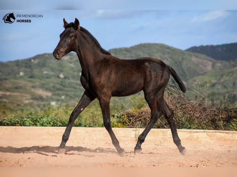 Menorcaanse Hengst 1 Jaar 155 cm Zwart in Menorca