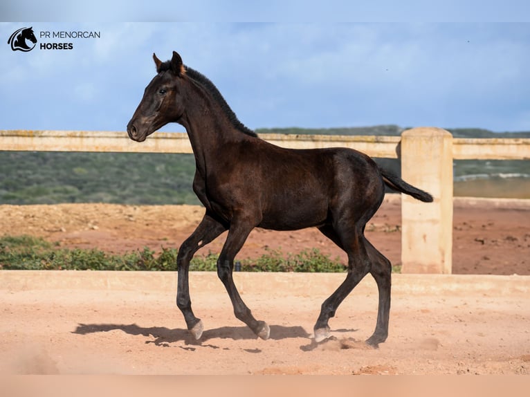 Menorcaanse Hengst 1 Jaar 155 cm Zwart in Menorca