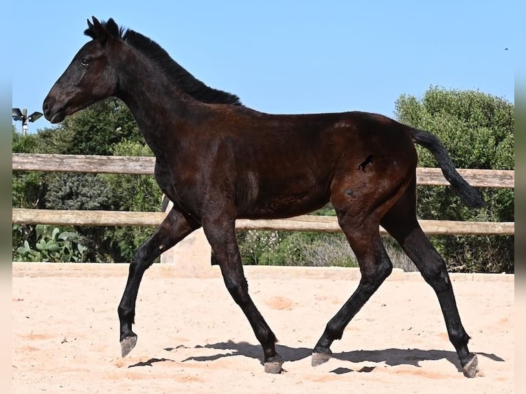 Menorcaanse Hengst 1 Jaar 156 cm Zwart in Menorca