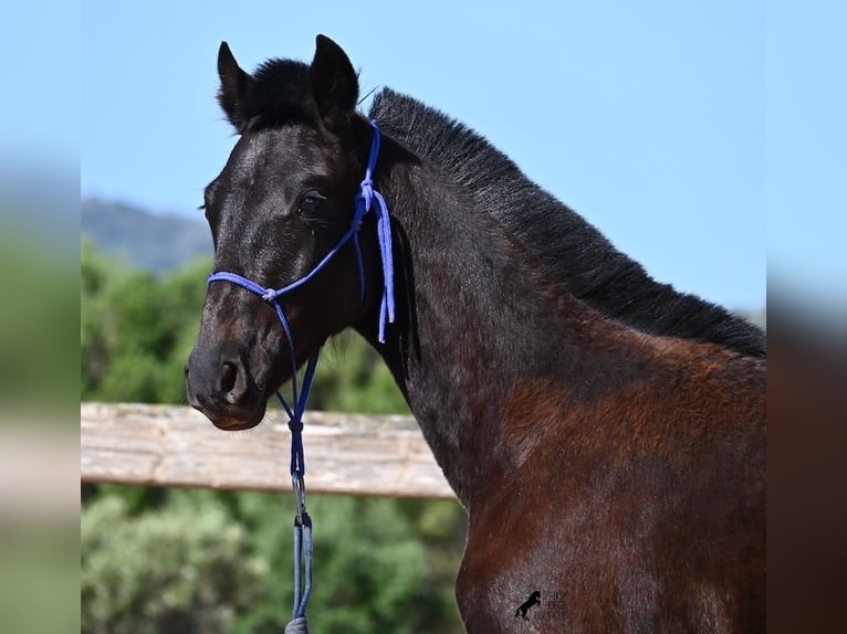 Menorcaanse Hengst 1 Jaar 156 cm Zwart in Menorca
