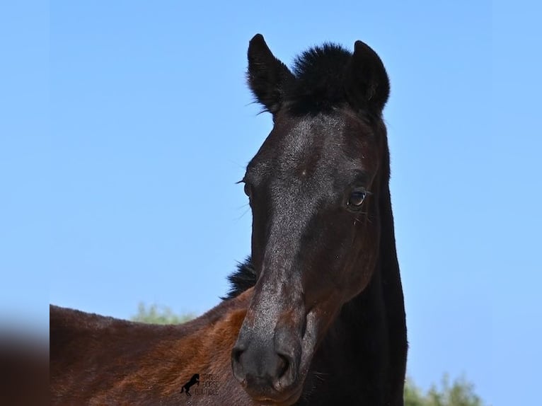 Menorcaanse Hengst 1 Jaar 156 cm Zwart in Menorca