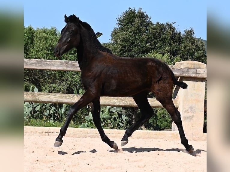 Menorcaanse Hengst 1 Jaar 156 cm Zwart in Menorca