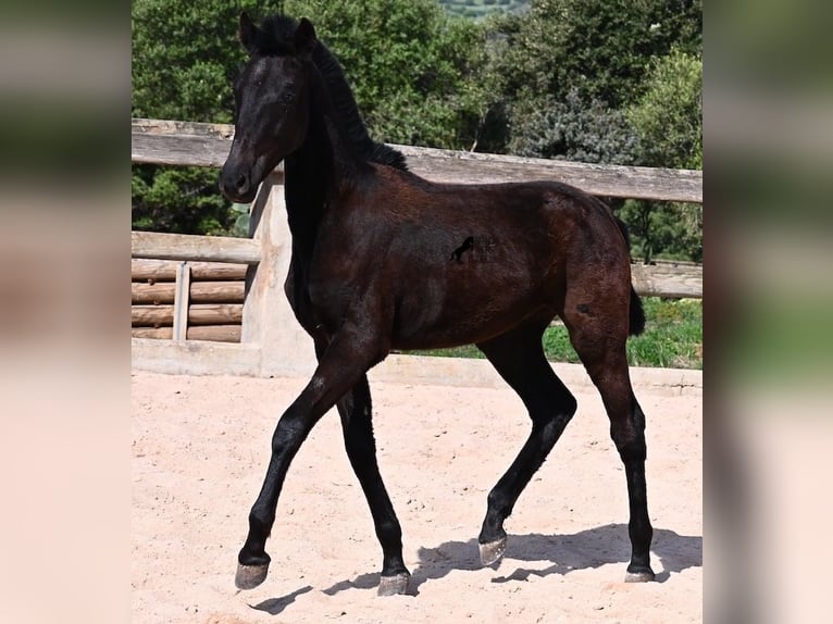 Menorcaanse Hengst 1 Jaar 156 cm Zwart in Menorca