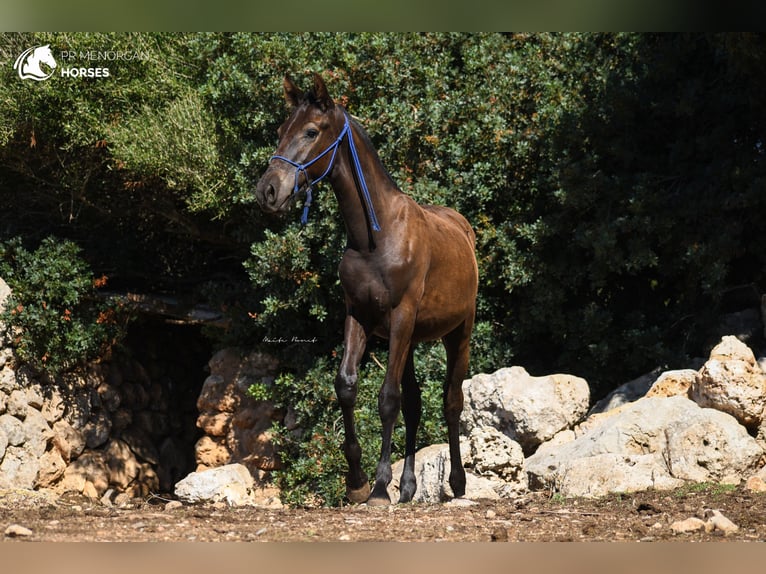Menorcaanse Hengst 1 Jaar 159 cm Zwart in Menorca