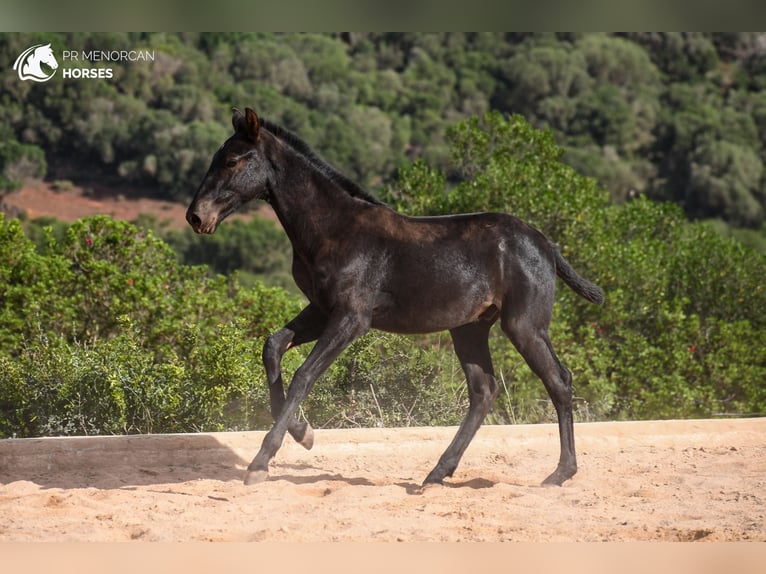 Menorcaanse Hengst 1 Jaar 160 cm in Menorca