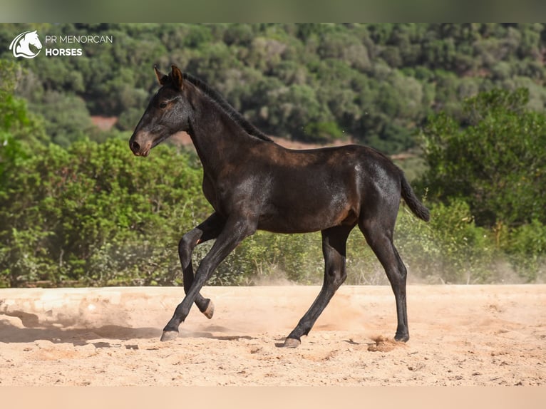 Menorcaanse Hengst 1 Jaar 160 cm in Menorca