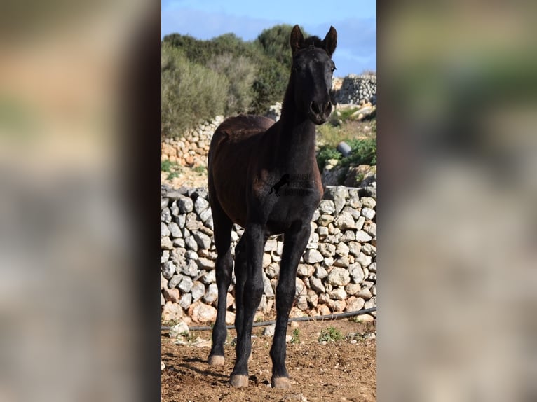 Menorcaanse Hengst 1 Jaar 160 cm Zwart in Menorca