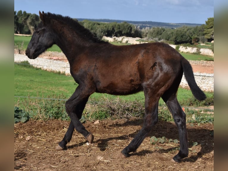 Menorcaanse Hengst 1 Jaar 160 cm Zwart in Menorca