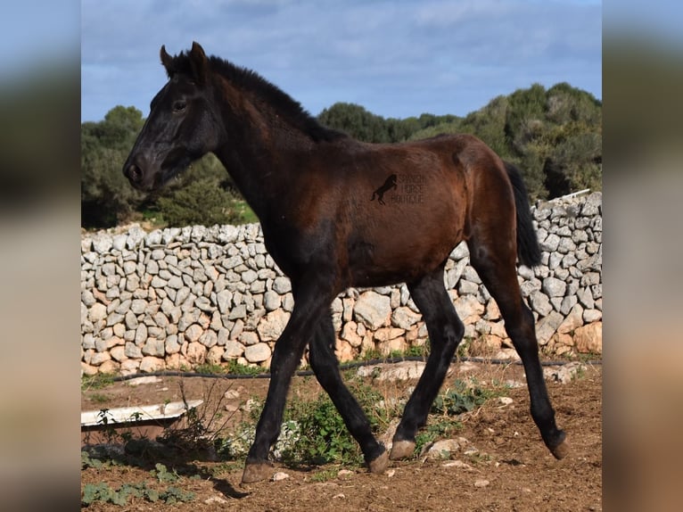 Menorcaanse Hengst 1 Jaar 160 cm Zwart in Menorca