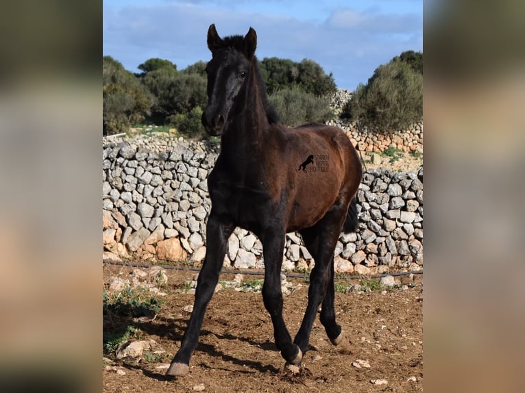 Menorcaanse Hengst 1 Jaar 160 cm Zwart in Menorca