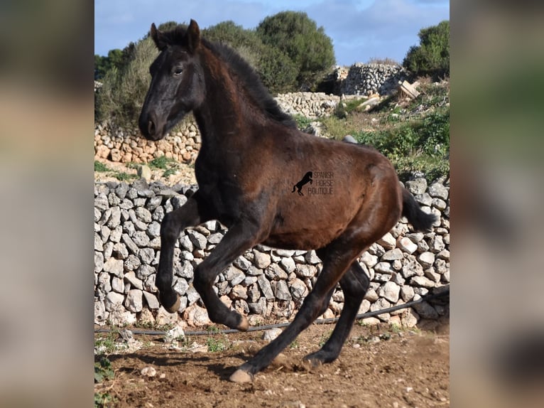 Menorcaanse Hengst 1 Jaar 160 cm Zwart in Menorca