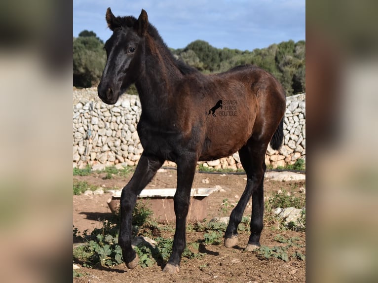 Menorcaanse Hengst 1 Jaar 160 cm Zwart in Menorca