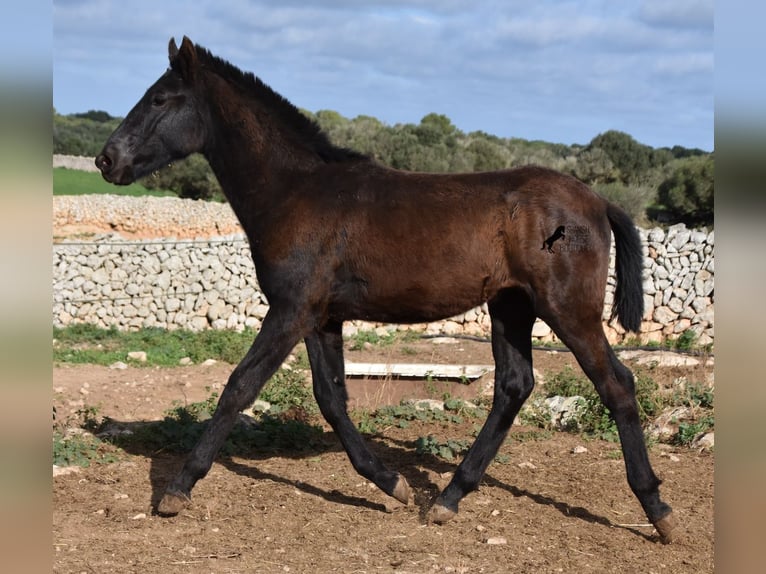 Menorcaanse Hengst 1 Jaar 160 cm Zwart in Menorca