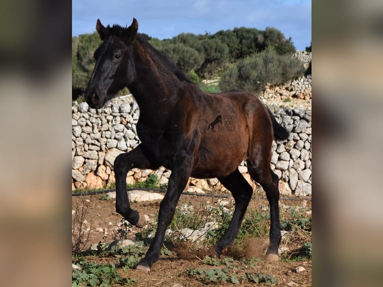 Menorcaanse Hengst 1 Jaar 160 cm Zwart in Menorca