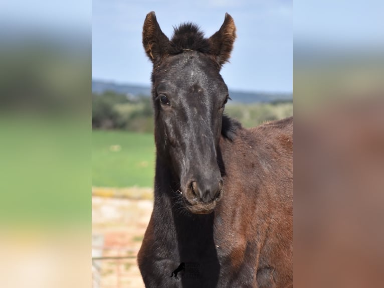 Menorcaanse Hengst 1 Jaar 160 cm Zwart in Menorca