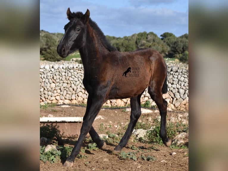 Menorcaanse Hengst 1 Jaar 160 cm Zwart in Menorca