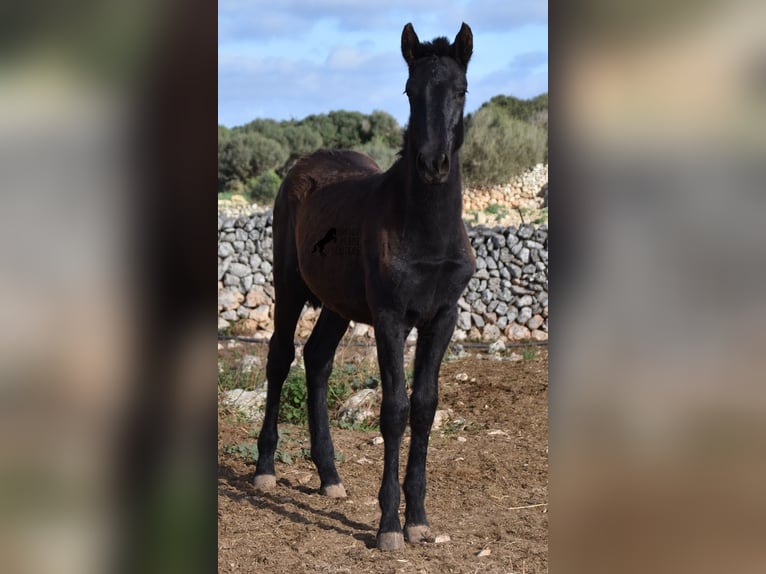 Menorcaanse Hengst 1 Jaar 160 cm Zwart in Menorca