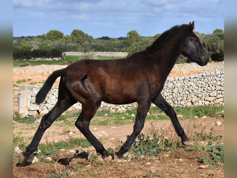 Menorcaanse Hengst 1 Jaar 160 cm Zwart in Menorca