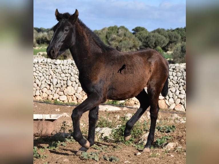 Menorcaanse Hengst 1 Jaar 160 cm Zwart in Menorca