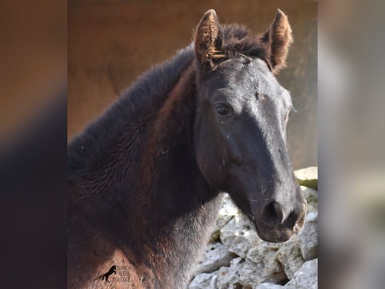 Menorcaanse Hengst 1 Jaar 160 cm Zwart in Menorca