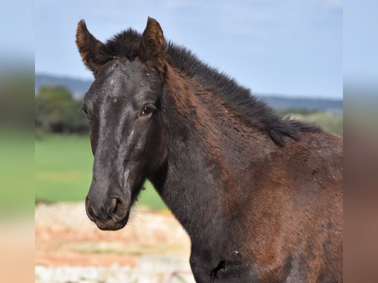 Menorcaanse Hengst 1 Jaar 160 cm Zwart in Menorca