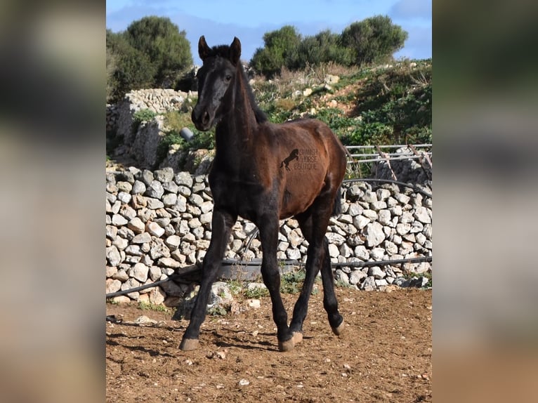 Menorcaanse Hengst 1 Jaar 160 cm Zwart in Menorca