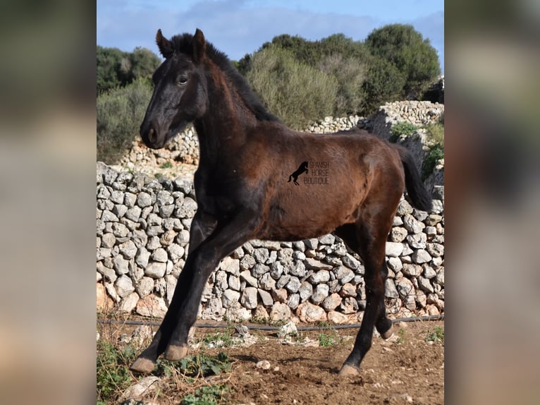 Menorcaanse Hengst 1 Jaar 160 cm Zwart in Menorca