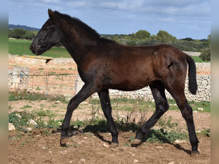 Menorcaanse Hengst 1 Jaar 160 cm Zwart in Menorca