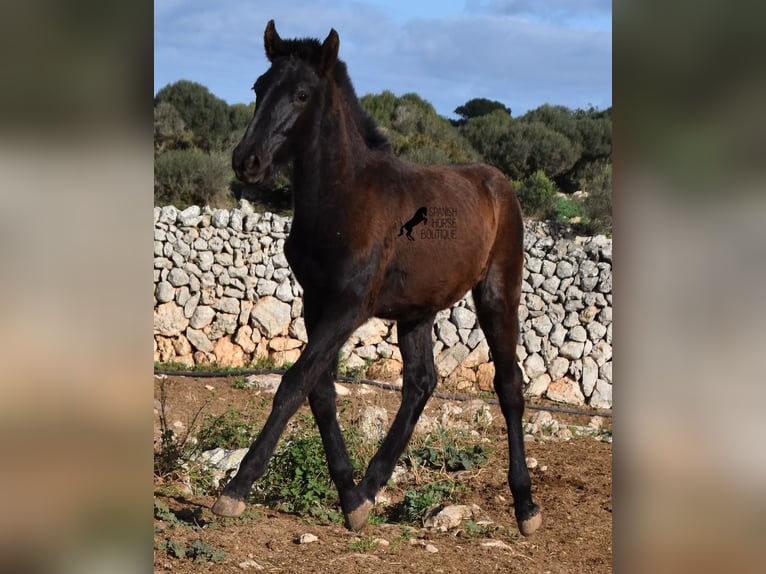 Menorcaanse Hengst 1 Jaar 160 cm Zwart in Menorca