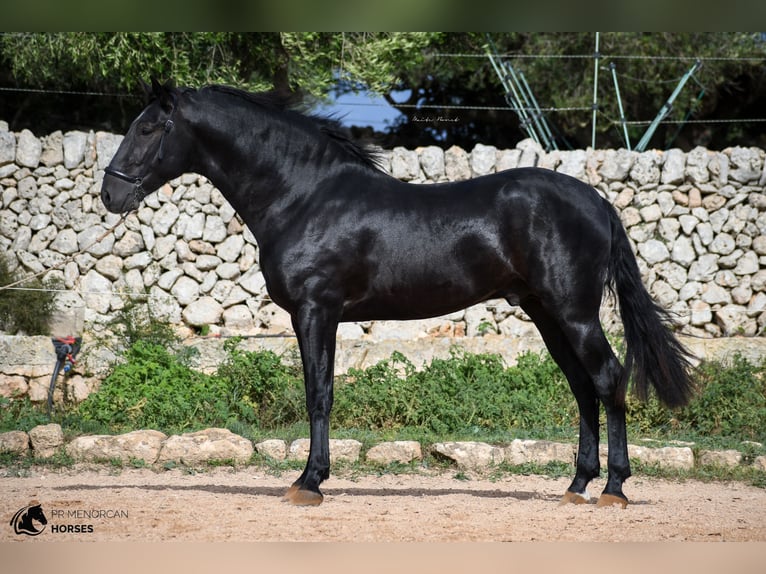 Menorcaanse Hengst 1 Jaar 160 cm Zwart in Menorca