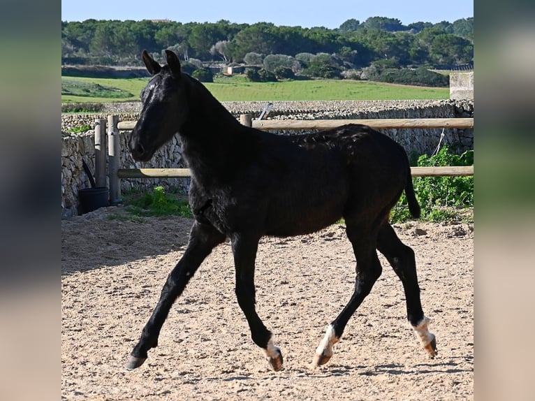Menorcaanse Hengst 1 Jaar 160 cm Zwart in Menorca